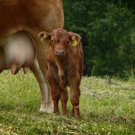 Brown Cow