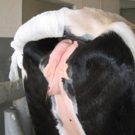 Early detection of uterine infection