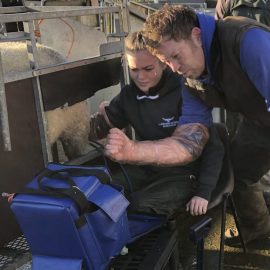 Sheep Scanning