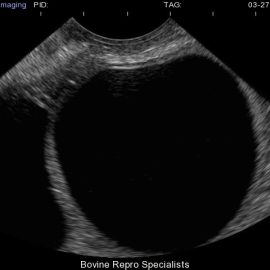 The merits and benefits of ultrasound and herd fertility visits