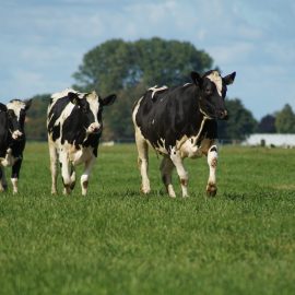 cow in feild