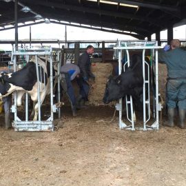 embryonics bovine hooves