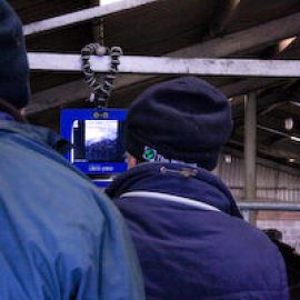 Bovine Scanning