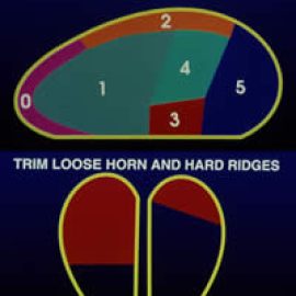 foot trimming diagram
