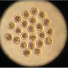 ovine embryo
