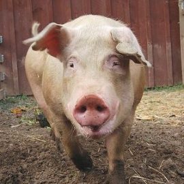 Porcine Scanning