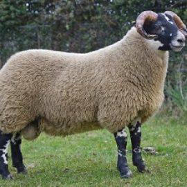 Lanark Oct Blackface Ram Lambs Lot 219 . Morrison, DALWYNE sold for £50,000.