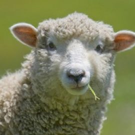 sheep-closeup-eating-grass