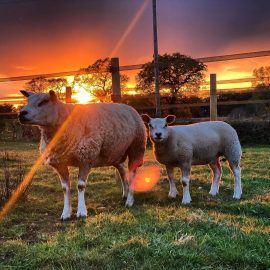 sheep scanning